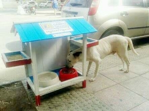 Hoje um cão é mais importante que um homem